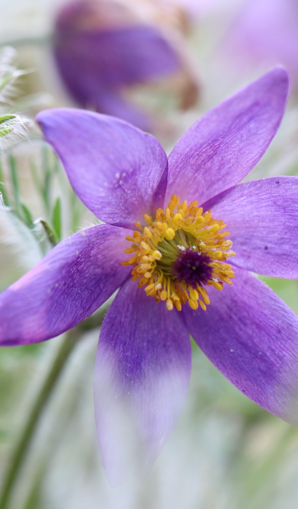 Сиреневый цветок прострел крупным планом 