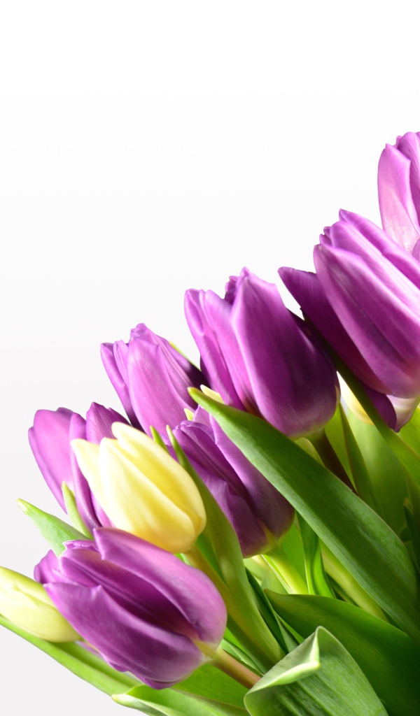 Сиреневые тюльпаны на белом фоне