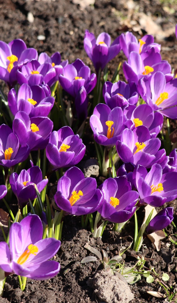 Маленькие фиолетовые крокусы на земле весной