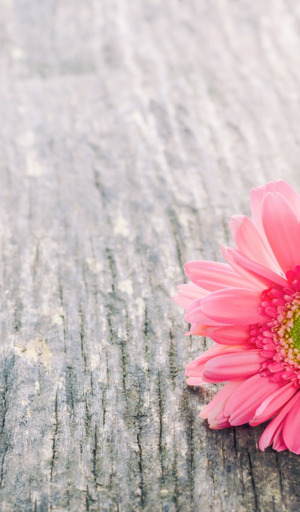 Одинокий цветок розовой герберы на сером столе