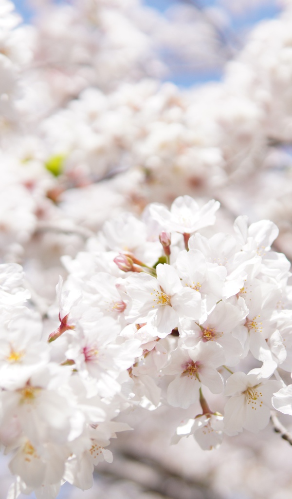 Пышные белые цветы вишни на ветке