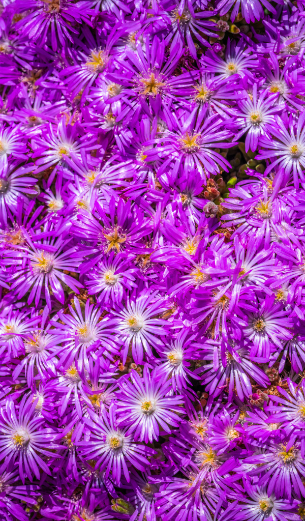 Много красивых цветов сентябринки крупным планом