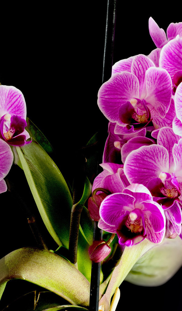 Много красивых розовых цветов орхидеи на черном фоне 