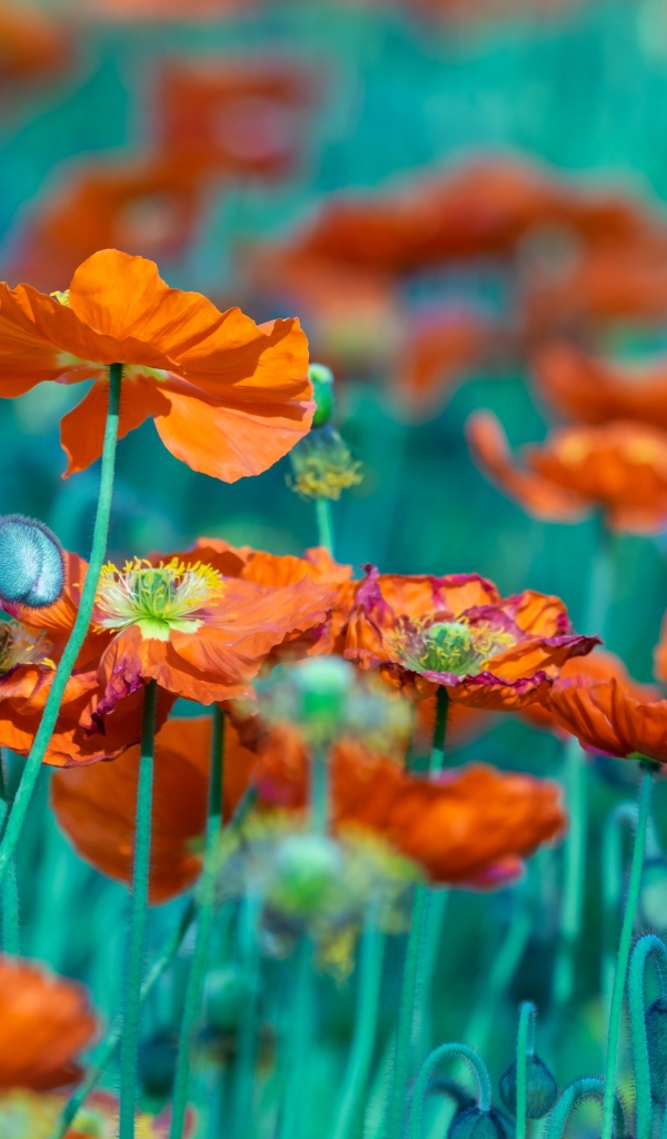 Много оранжевых цветов мака на клумбе