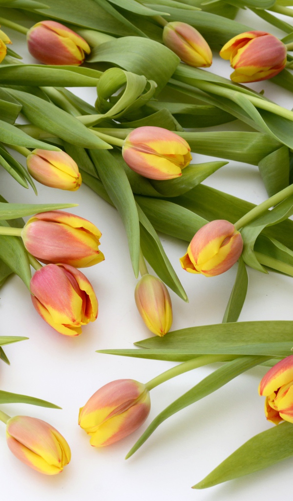 Много оранжевых тюльпанов с зелеными листьями на белом фоне