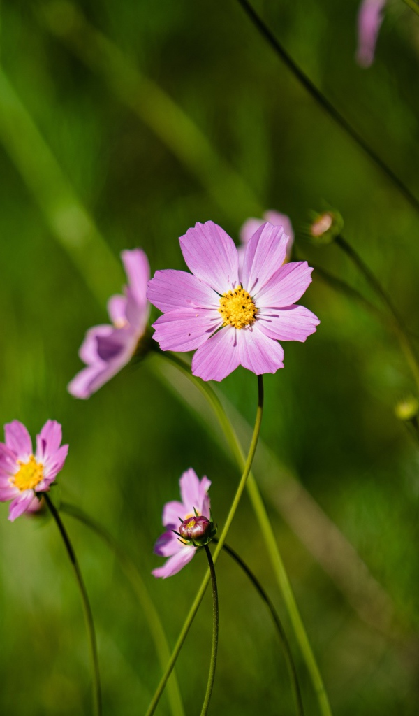 Много розовых цветов космеи на поле 