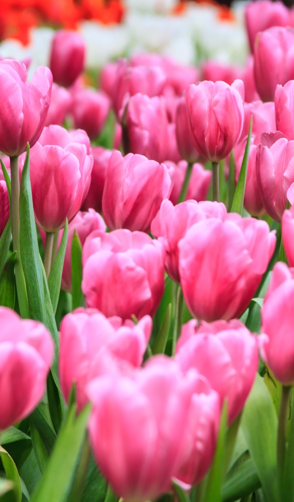 Много розовых весенних тюльпанов на клумбе