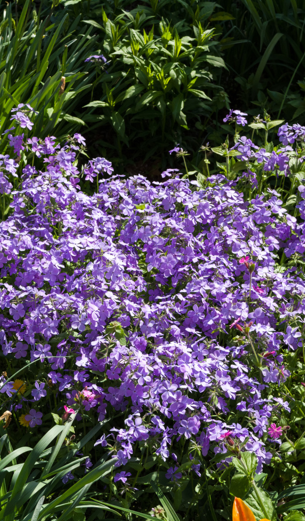 Много фиолетовых мелких цветов в зеленой траве 