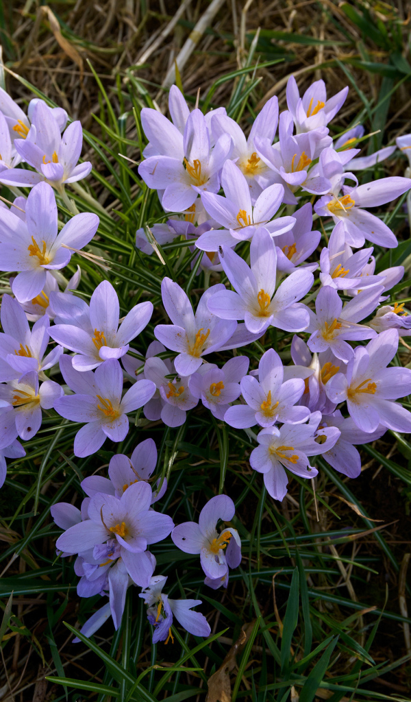 Много маленьких сиреневых крокусов на зеленой траве 