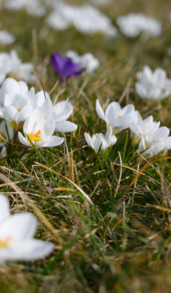 Много маленьких белых цветов крокуса в зеленой траве 