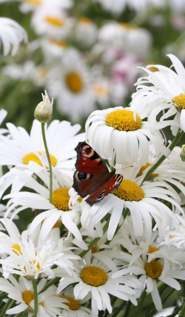 Много летних белых ромашек на поле с бабочкой