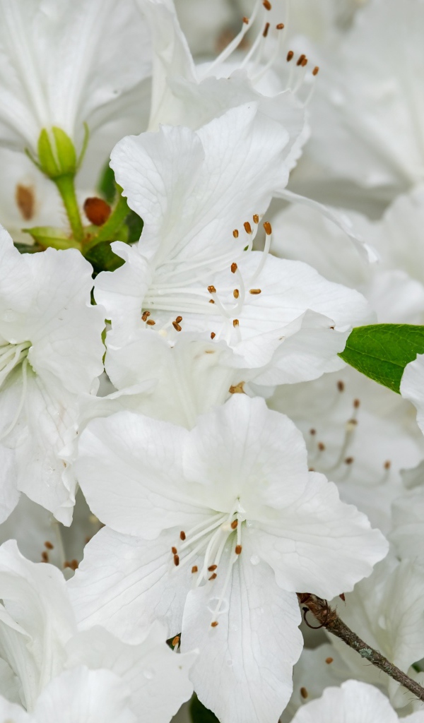 Много белых цветов азалии крупным планом