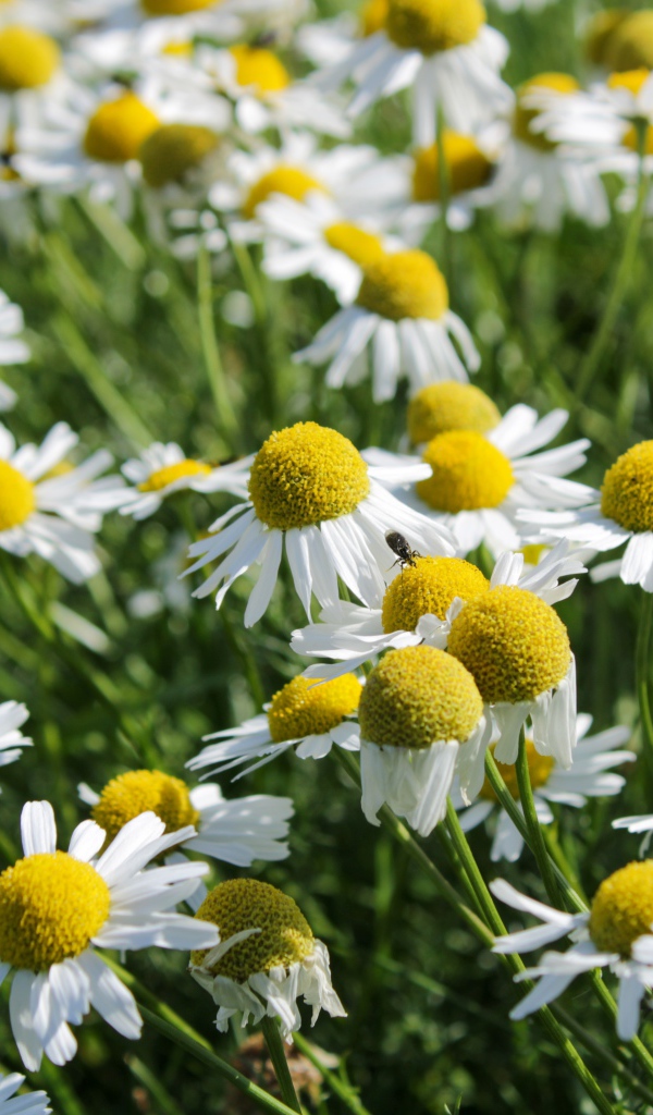 Много белых полевых ромашек с желтой серединкой