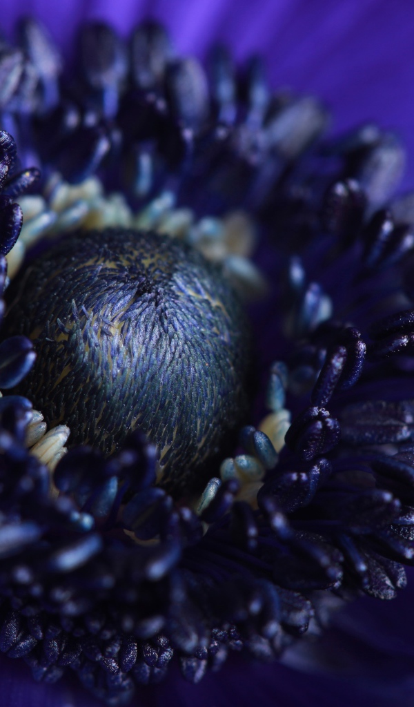 Mid blue anemones flower