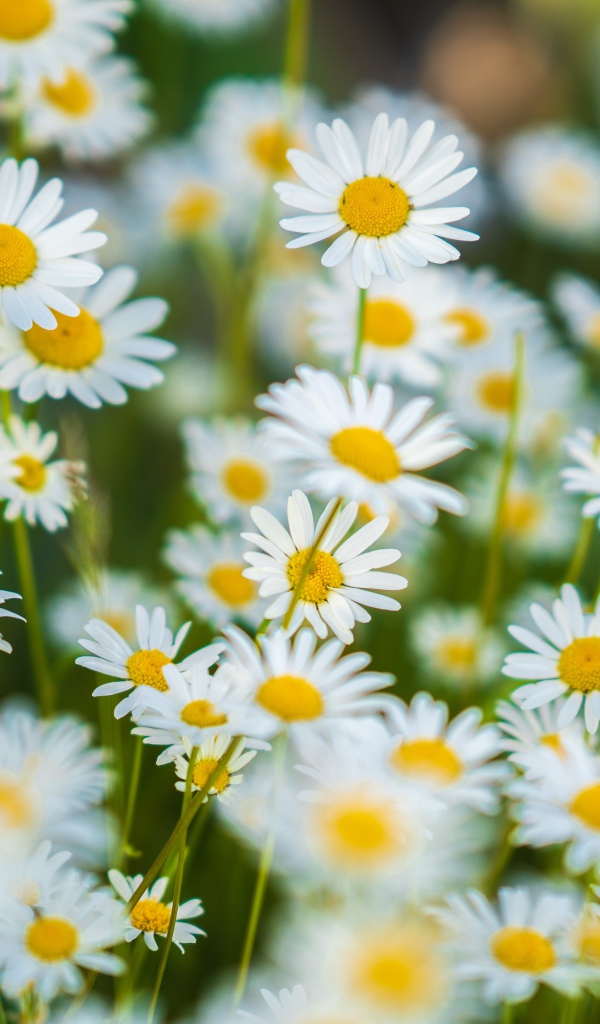 Миниатюрные белые ромашки на поле