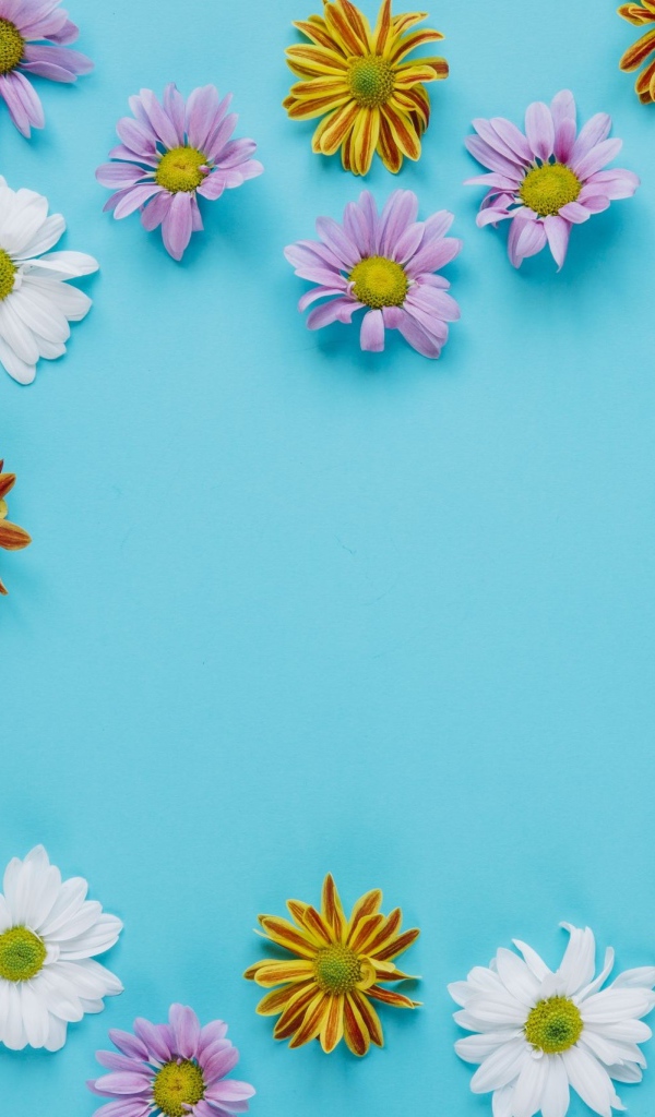 Разноцветные хризантемы и тюльпаны на голубом фоне 