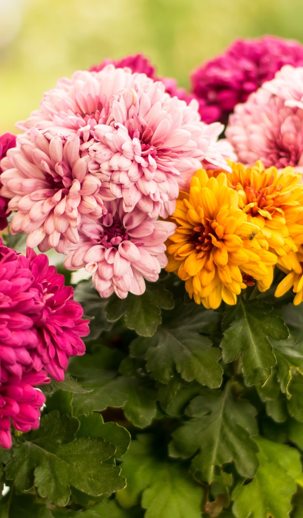 Разноцветные хризантемы крупным планом