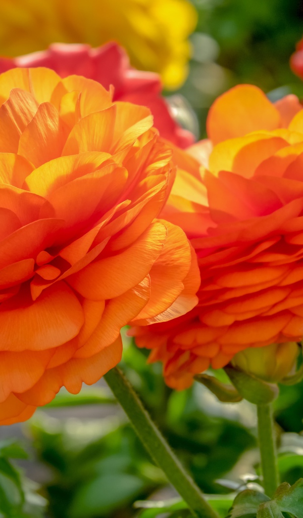 Оранжевые цветы лютика с бутонами на клумбе