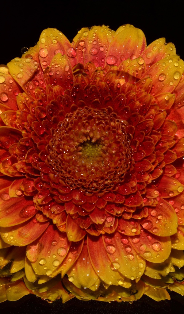 Оранжевый цветок хризантемы в каплях росы на черном фоне