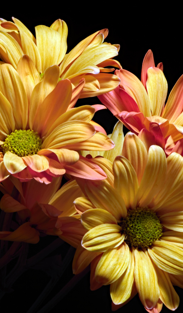 Оранжевые цветы хризантемы на черном фоне