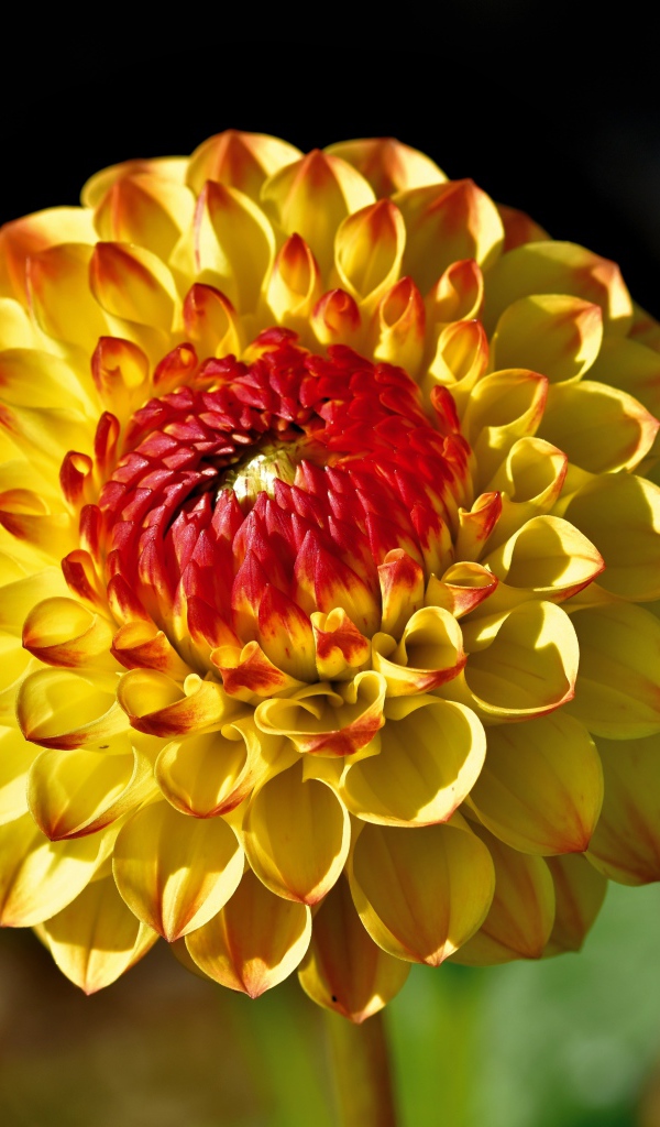 Оранжевый цветок  георгина крупным планом