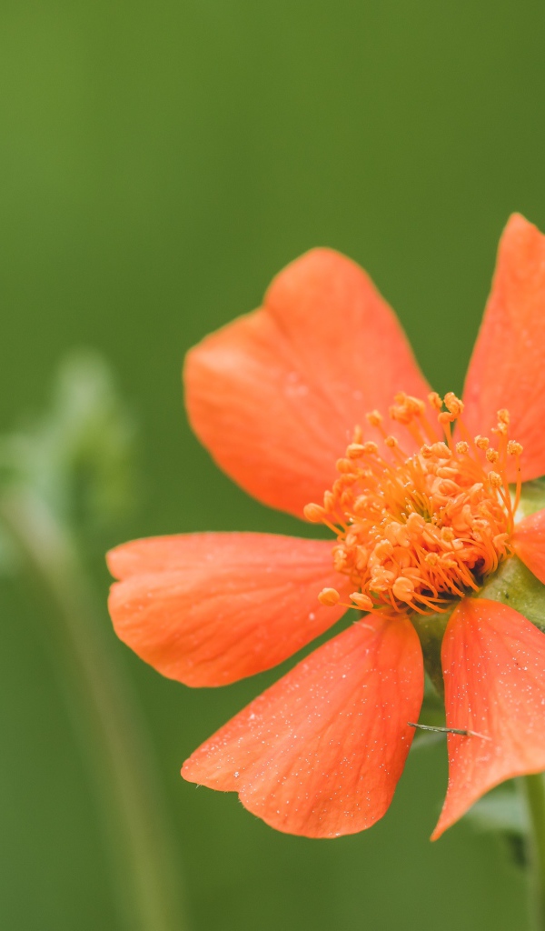 Оранжевый цветок гравилат с бутоном крупным планом