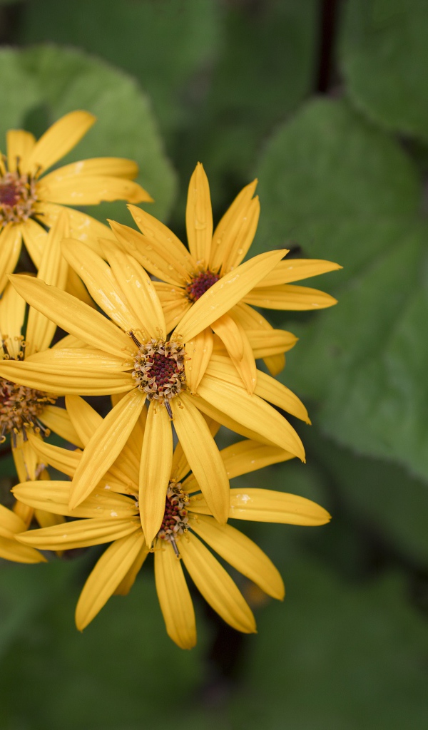 Оранжевые цветы бузульник крупным планом 