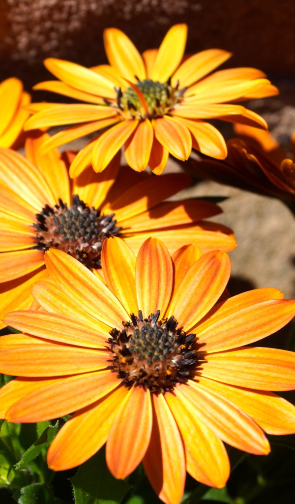 Оранжевые цветы остеоспермум на столе