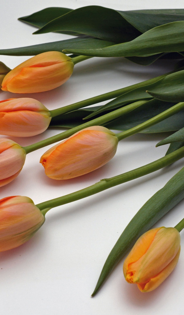 Оранжевые цветы тюльпаны с зелеными листьями на белом фоне