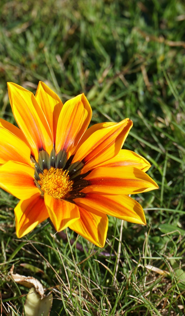 Оранжевый цветок газания в зеленой траве