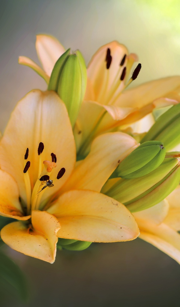 Оранжевые лилии с бутонами крупным планом