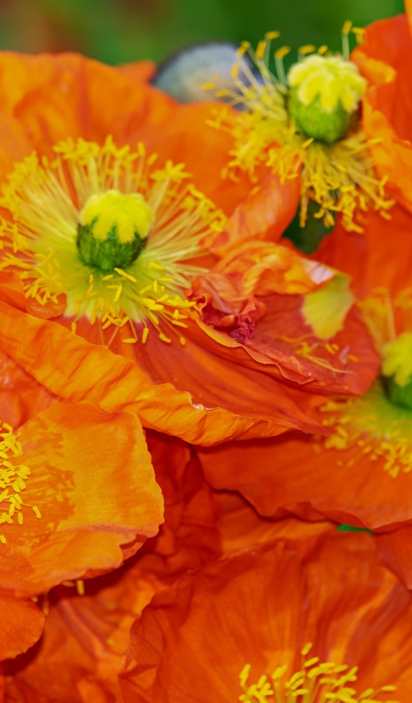 Оранжевые цветы мака крупным планом