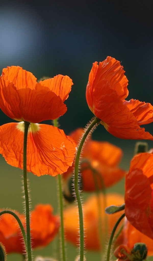 Оранжевые цветы мака с бутонами на поле