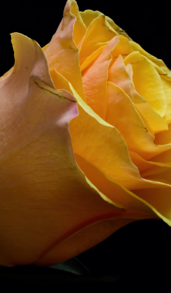 Оранжевый цветок розы на черном фоне