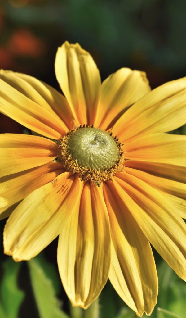 Оранжевый цветок рудбекия крупным планом