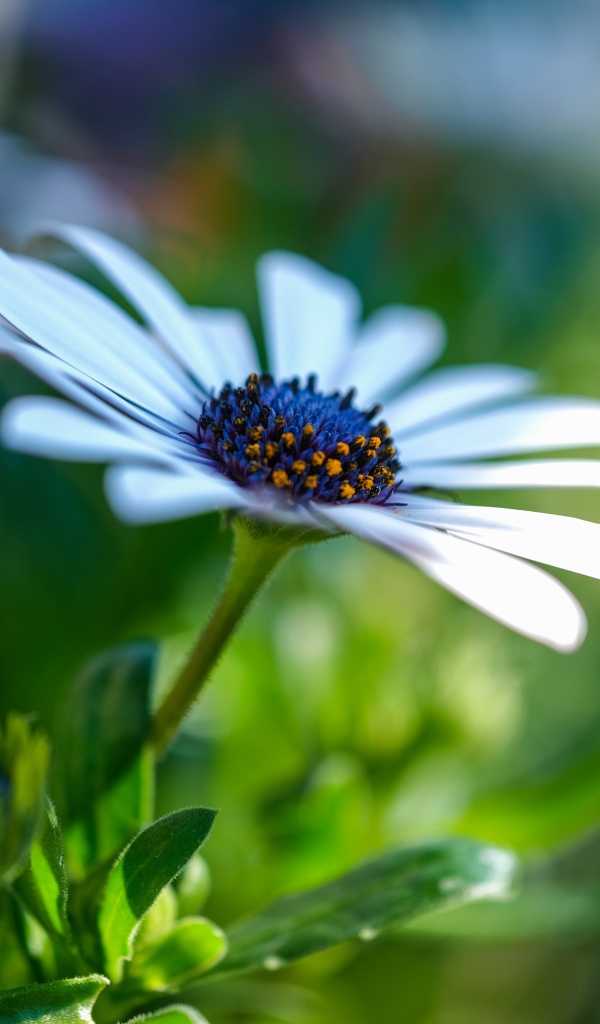 Цветок остеоспермум с бутонами крупным планом