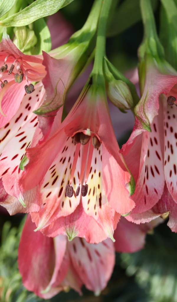 Розовые цветы альстромерия крупным планом