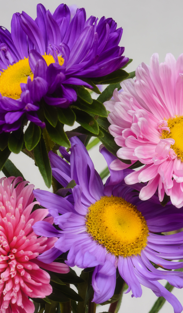Розовые и сиреневые астры на сером фоне