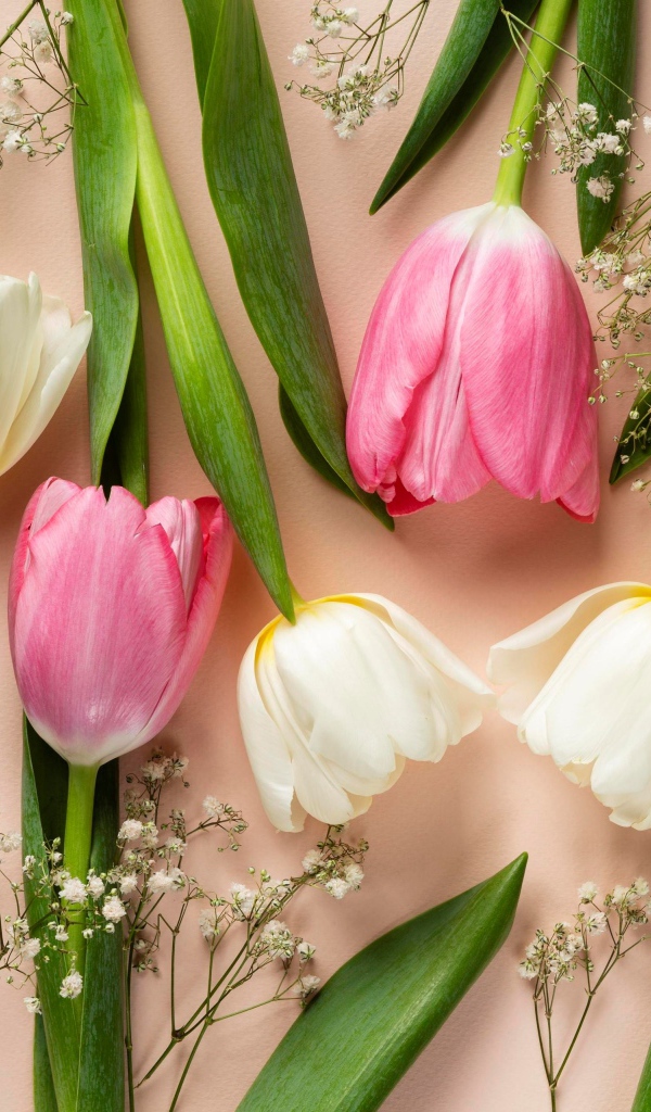 Розовые и белые тюльпаны на розовом фоне