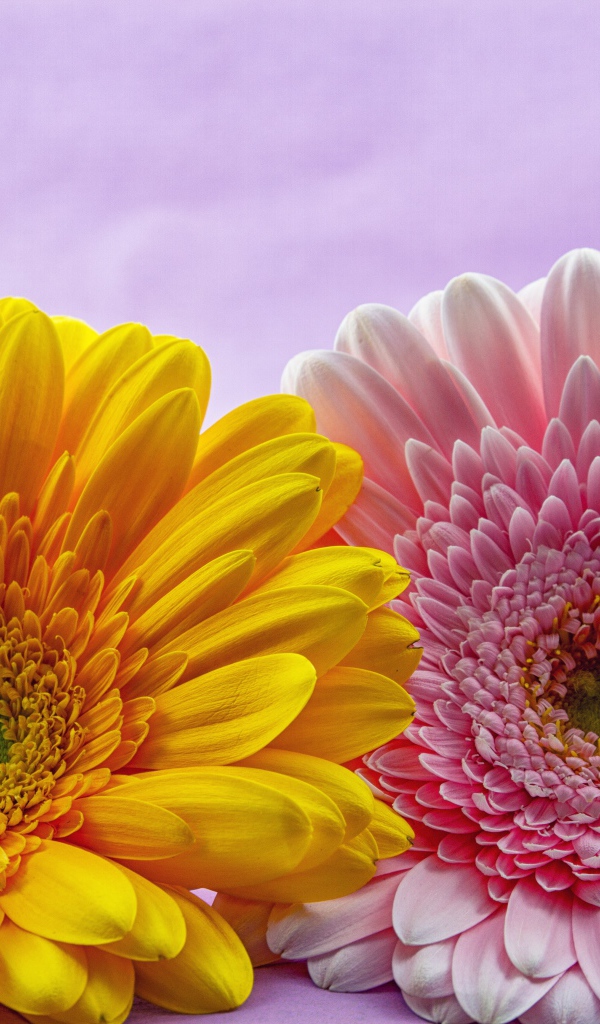 Розовый и желтый цветок герберы крупным планом