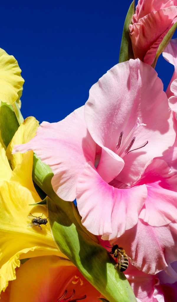 Розовые и желтые цветы гладиолуса на фоне неба