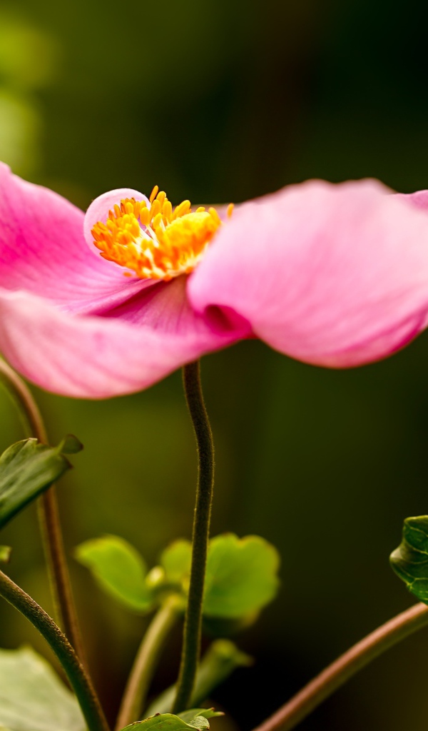 Розовый цветок анемона с бутонами 