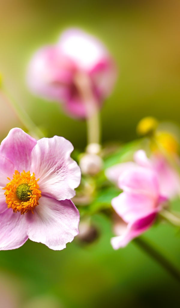 Розовые цветы анемоны с бутонами крупным планом