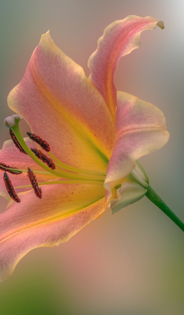 Розовый красивый цветок садовой лилии