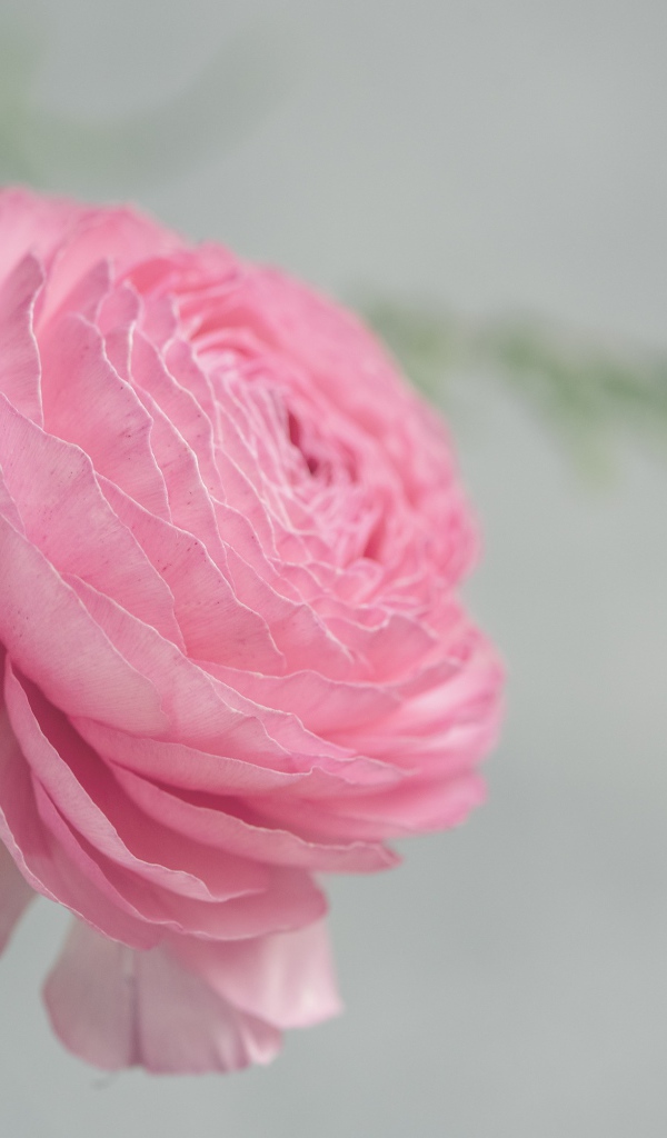 Розовый цветок лютика крупным планом