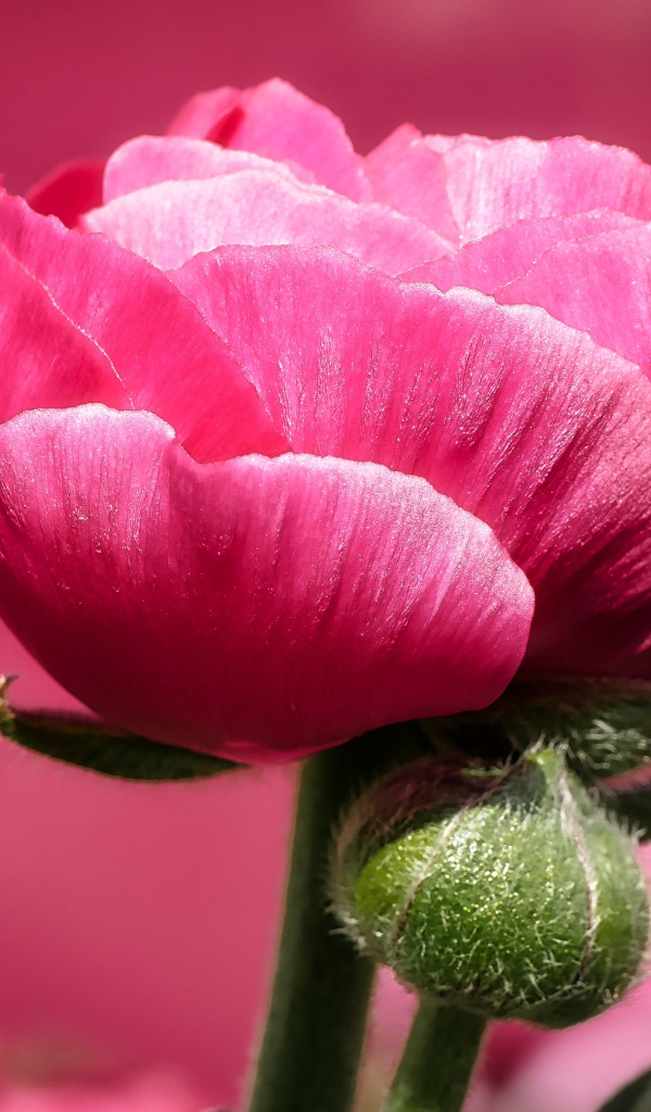 Розовый цветок лютика с бутоном на розовом фоне