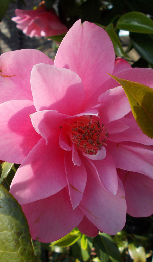 Розовые цветы камелия с зелеными листьями крупным планом 