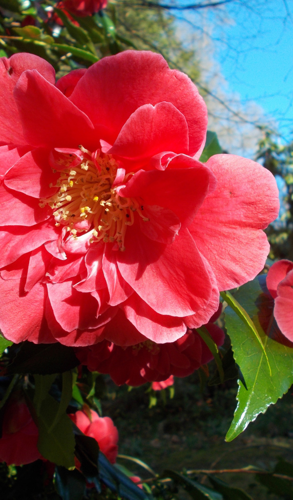 Розовые цветы камелии с зелеными листьями на ветке 