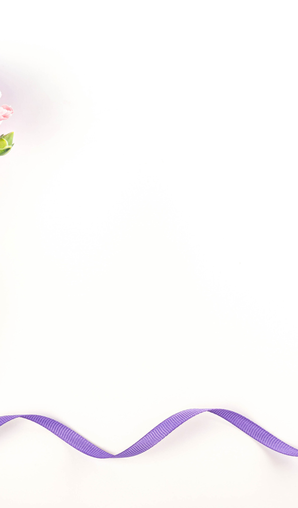 Розовые гвоздики с ленточкой на белом фоне