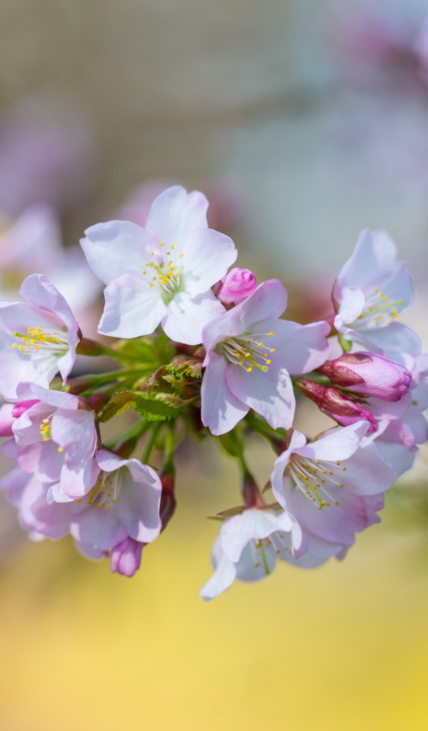 Розовые цветы черешни на ветке дерева